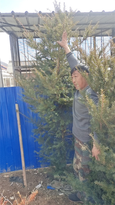 黑龙江红豆杉苗木批发电话
