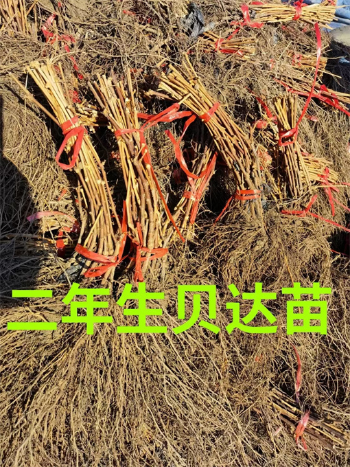 黑龙江葡萄苗批发价格