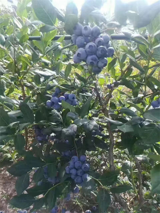 黑龙江蓝莓苗基地供应