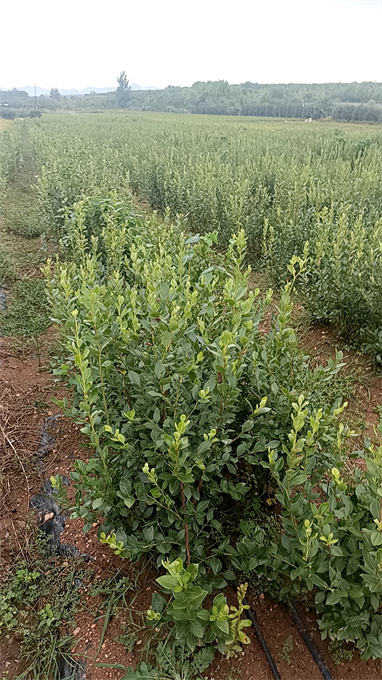 黑龙江蓝莓苗基地供应哪家好