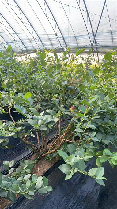 黑龙江蓝莓苗基地批发电话