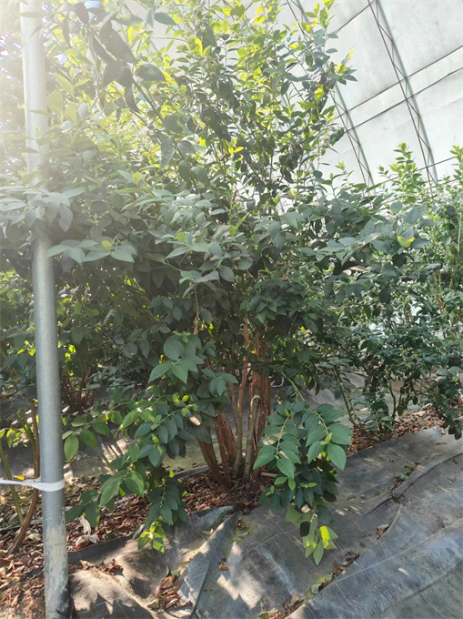 黑龙江蓝莓苗基地批发费用