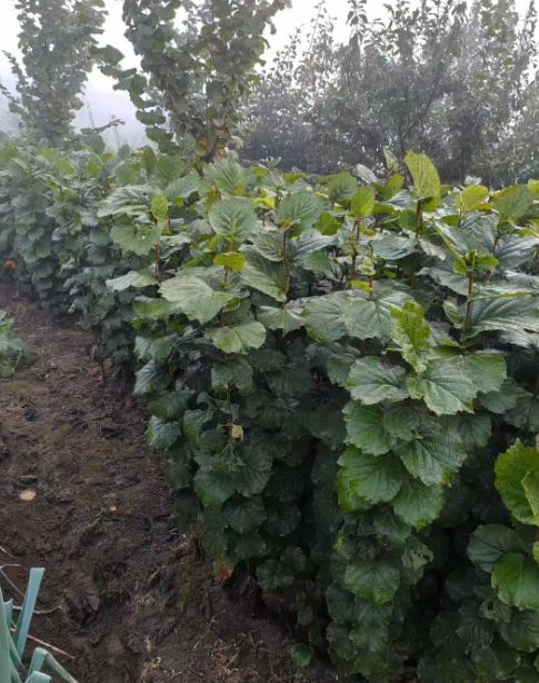 黑龙江果树苗批发基地