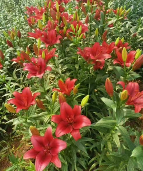 黑龙江吉林各种花苗批发电话