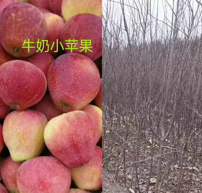 黑龙江吉林果树苗批发基地