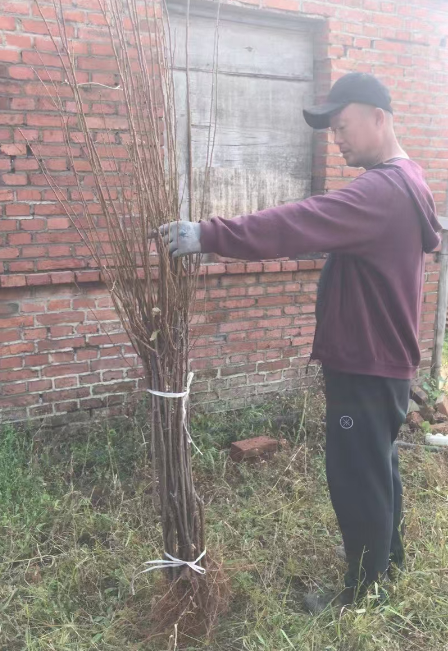 黑龙江吉林李子苗木订购电话