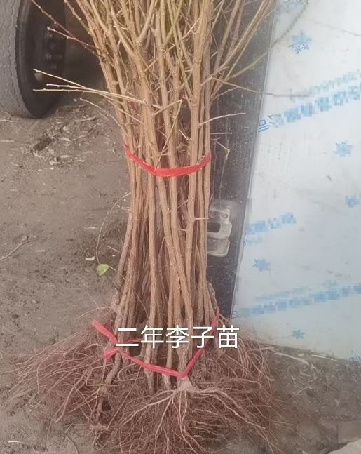 黑龙江李子苗木订购基地