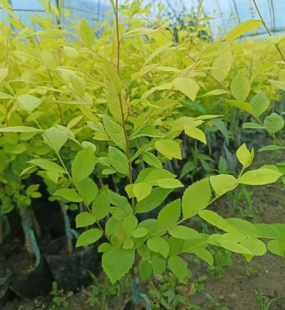 黑龙江吉林绿化树苗批发基地